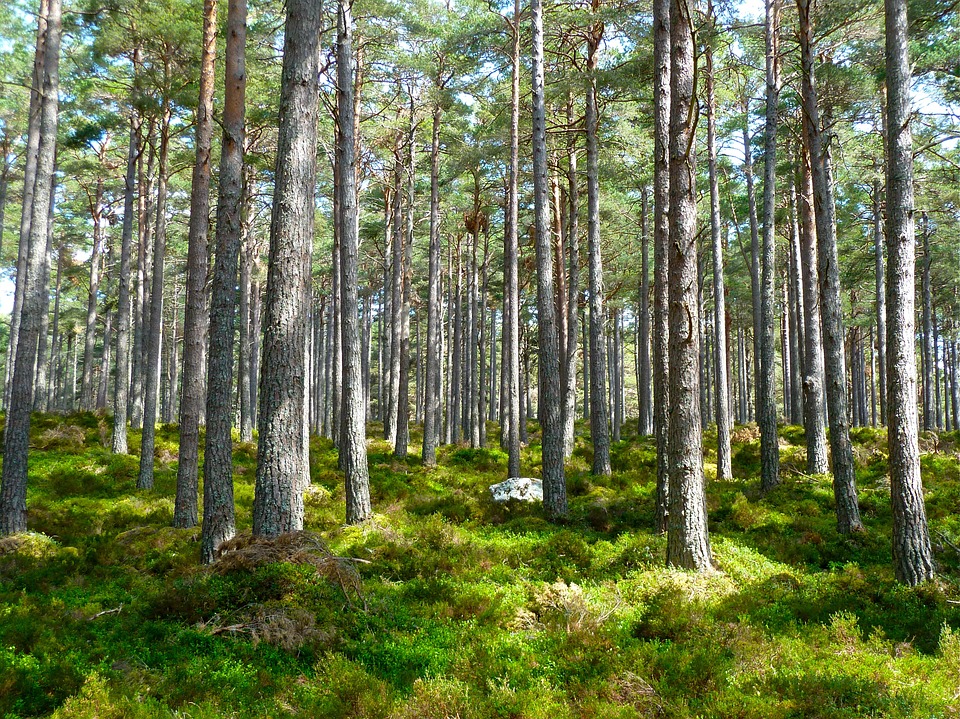 首個生態領域環境損害鑒定評估技術文件發布 全面規范森林生態環境